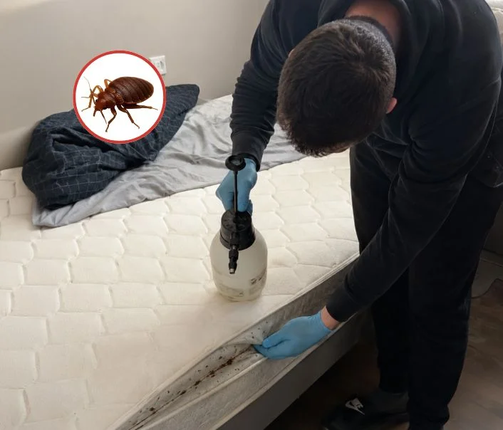 Technicien traitant un matelas contre les punaises de lit à Montrouge